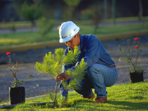 Cemex sustentable