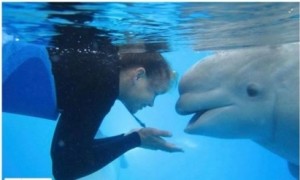 MUERE BALLENA BELUGA