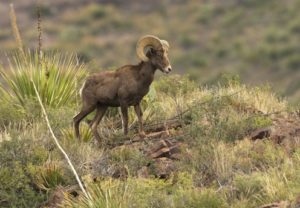 borrego-cimarron